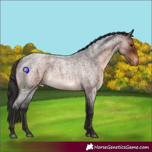 Horse Color:Brown Roan Varnish