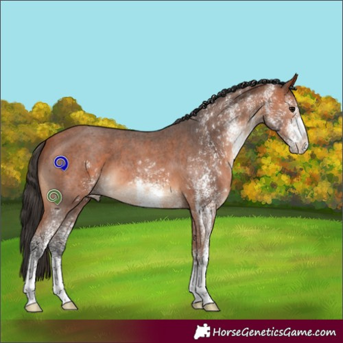 Horse Color:White Spotted Bay 