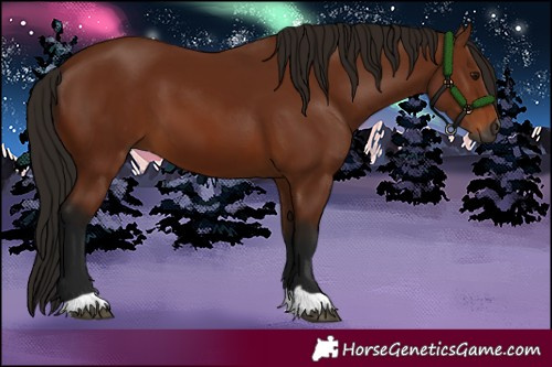 Horse Color:Gray Bay 