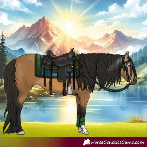 Horse Color:Gray Buckskin