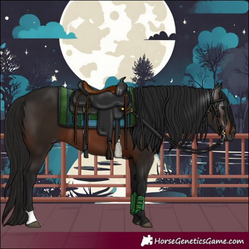 Horse Color:Gray Bay 