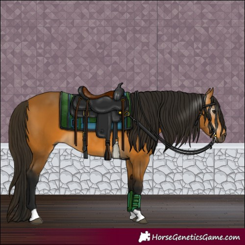 Horse Color:Gray Buckskin 