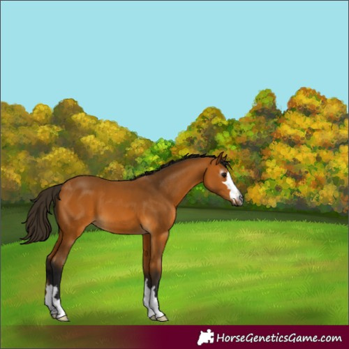 Horse Color:Gray Buckskin