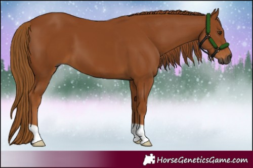 Horse Color:Gray Chestnut