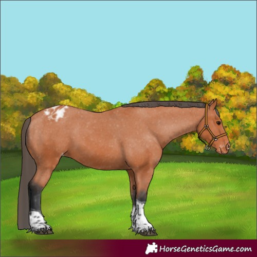 Horse Color:Bay Tobiano Blanket 