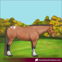 Horse Color:Bay Tobiano Blanket
