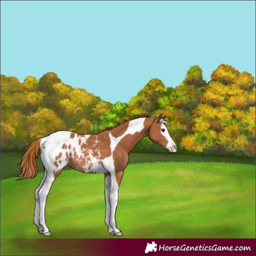 Horse Color:Unknown 