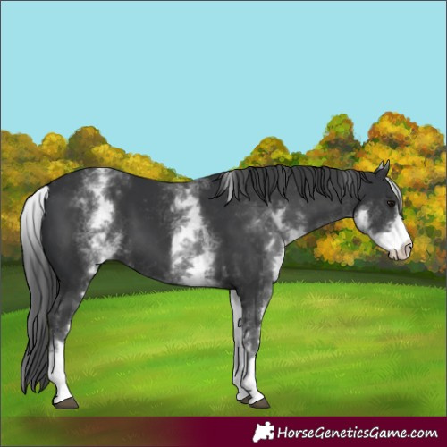 Horse Color:White Spotted Black