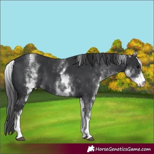Horse Color:White Spotted Black 