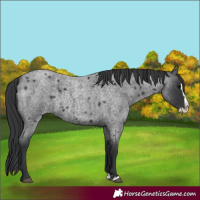 Horse Color:Blue Roan Splash