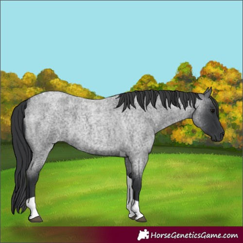 Horse Color:Blue Roan Tobiano 