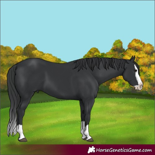 Horse Color:Black Splash 