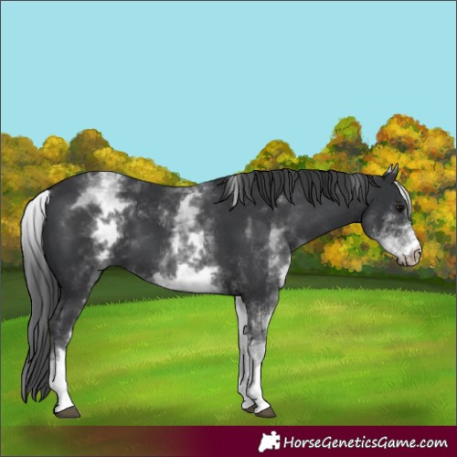 Horse Color:White Spotted Black 