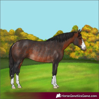 Horse Color:Bay Rabicano 