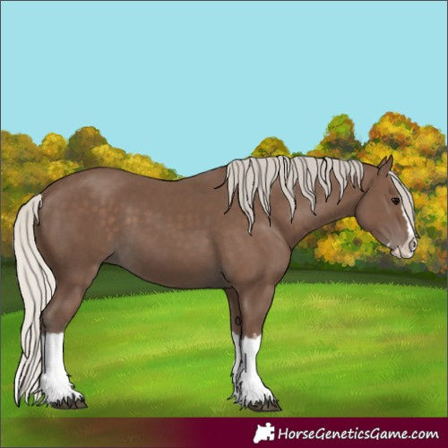Horse Color:Silver Black Splash