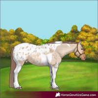 Horse Color:Bay Dun Tobiano Appaloosa Rabicano