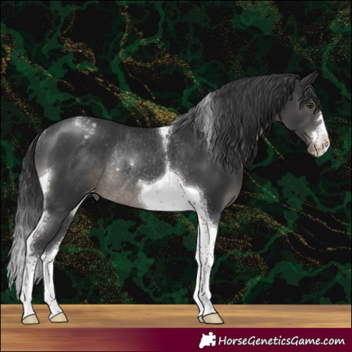 Horse Color:Black Tobiano Varnish Rabicano 