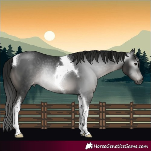 Horse Color:Gray Black Tobiano Appaloosa Rabicano 
