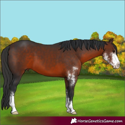 Horse Color:Brown Sabino 