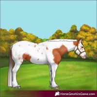 Horse Color:Bay Splash Tobiano Frame Appaloosa 