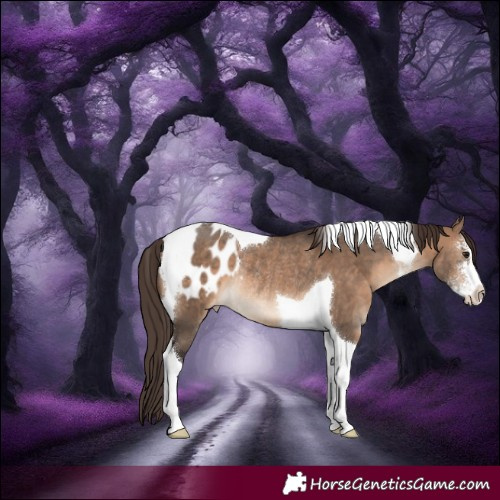 Horse Color:Brown Dun Sabino Tobiano Blanket Rabicano 
