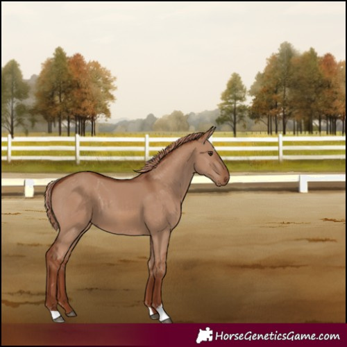 Horse Color:Red Dun 