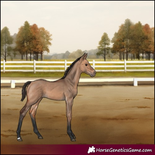 Horse Color:Bay Dun 