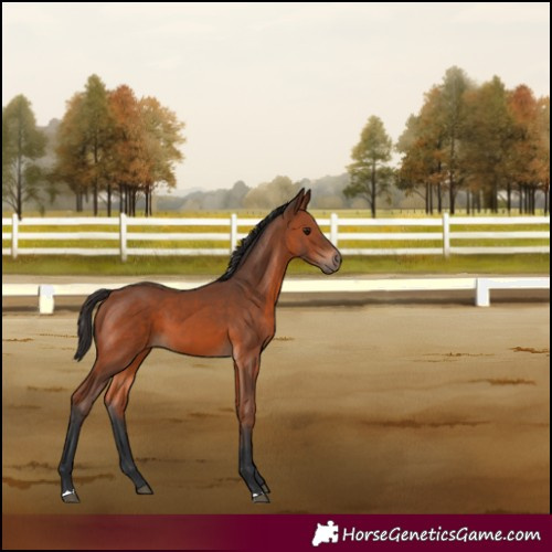 Horse Color:Bay 