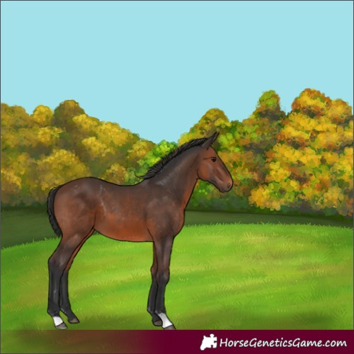 Horse Color:Brown 