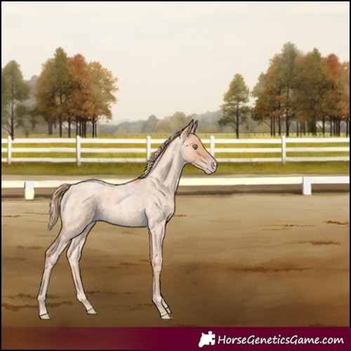 Horse Color:Gold Champagne Roan 