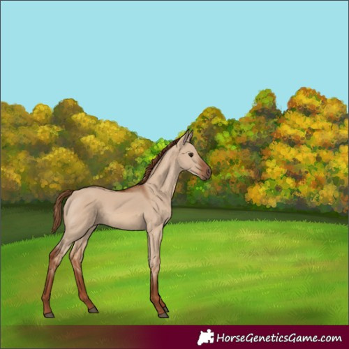 Horse Color:Red Dun 