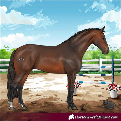 Horse Color:Bay 