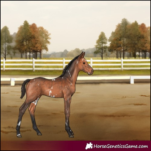 Horse Color:White Spotted Bay 