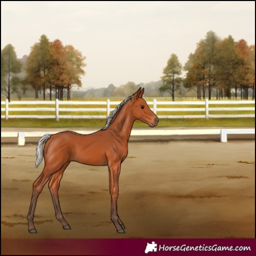 Horse Color:Silver Bay 