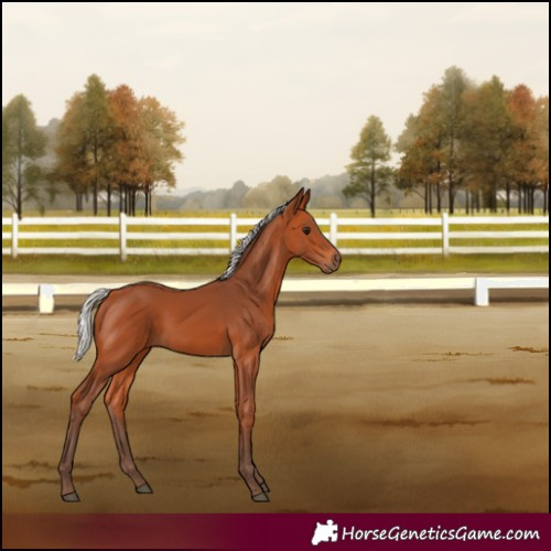 Horse Color:Silver Bay 