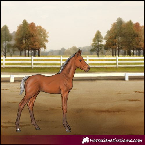 Horse Color:Silver Bay 