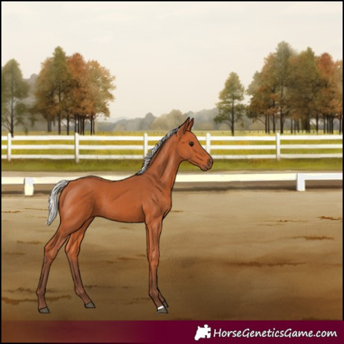 Horse Color:Silver Bay 
