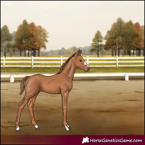 Horse Color:Chestnut 