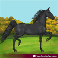 Horse Color:Black 