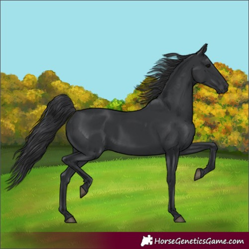 Horse Color:Black 