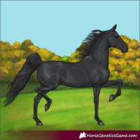 Horse Color:Black 