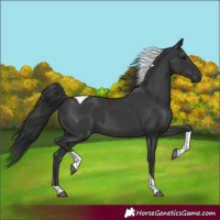 Horse Color:Black Tobiano