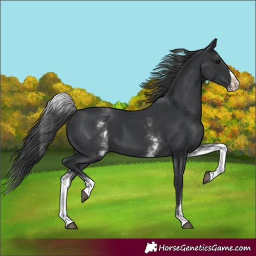 Horse Color:White Spotted Black Splash