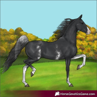 Horse Color:White Spotted Black Splash 