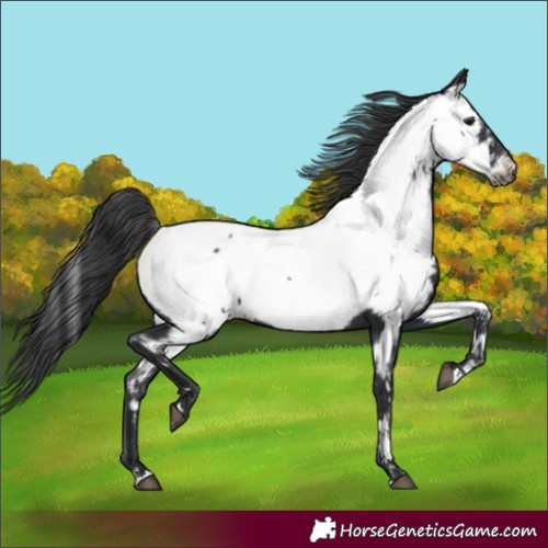 Horse Color:Black Near Fewspot