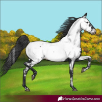 Horse Color:Black Appaloosa 