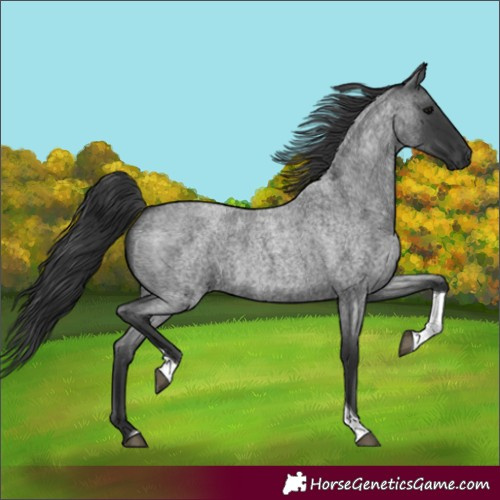 Horse Color:Blue Roan Tobiano 