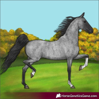 Horse Color:Blue Roan Tobiano 