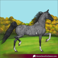 Horse Color:Blue Roan Tobiano 