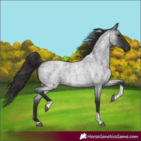 Horse Color:Smoky Blue Roan Tobiano 